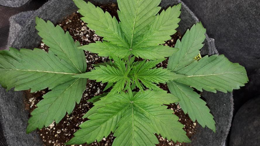 MSNL SEEDS = GRAPE GLACIER. Week 3