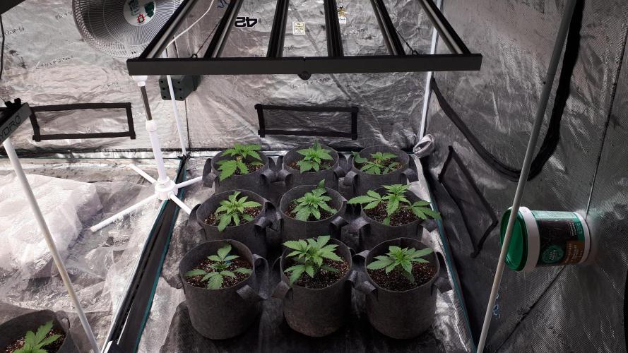 Grape Glacier. Week 3