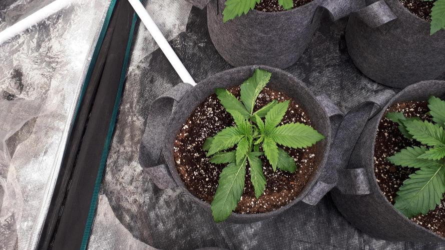 MSNL SEEDS = PERMANENT MARKER. Week 3