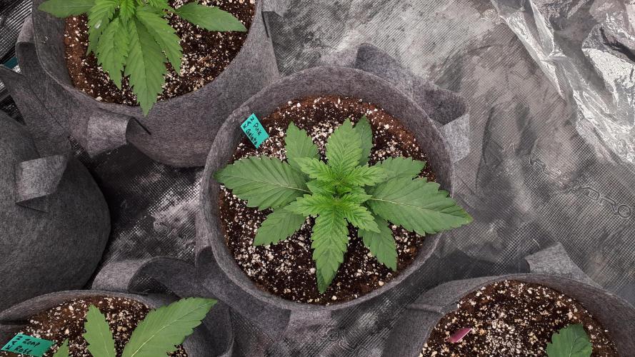 KANNABIA SEEDS = PINK GELATO. Week 3