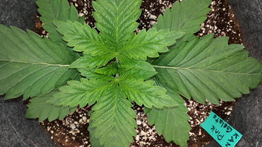 KANNABIA SEEDS = PINK GELATO. Week 3