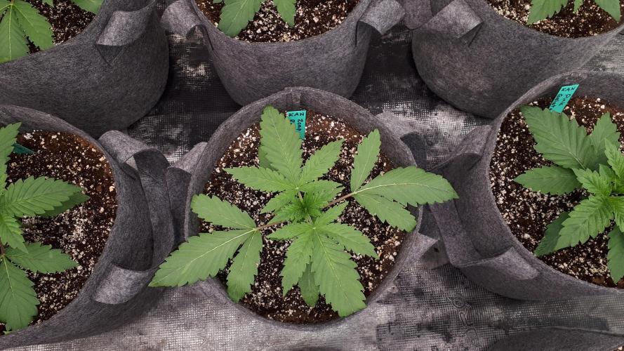KANNABIA SEEDS = ZOAP ROSE. Week 3