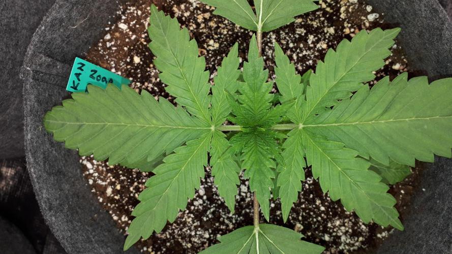 KANNABIA SEEDS = ZOAP ROSE. Week 3