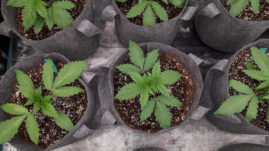 KANNABIA SEEDS = HELLFIRE OG. Week 3