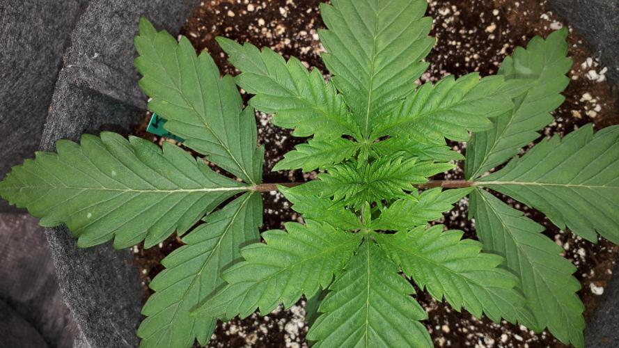 KANNABIA SEEDS = HELLFIRE OG. Week 3