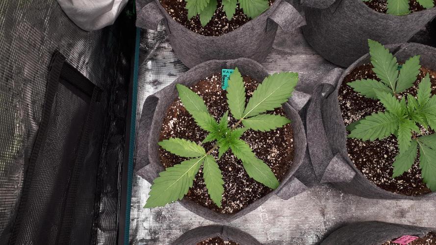 KANNABIA SEEDS = APPLE AND BANANAS. Week 3