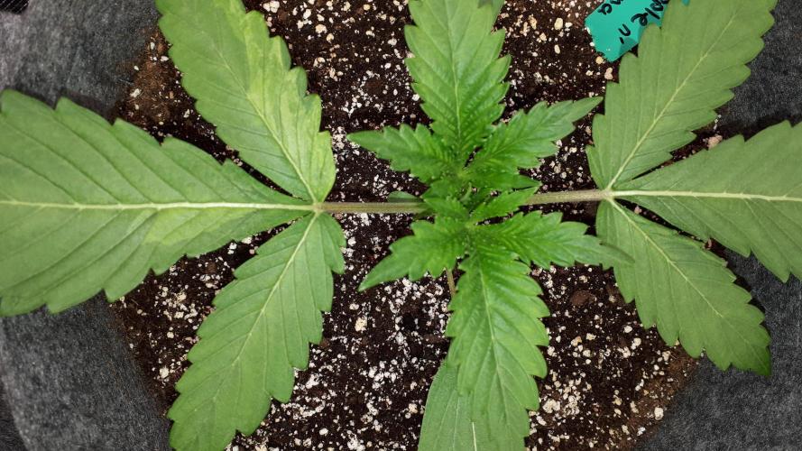 KANNABIA SEEDS = APPLE AND BANANAS. Week 3