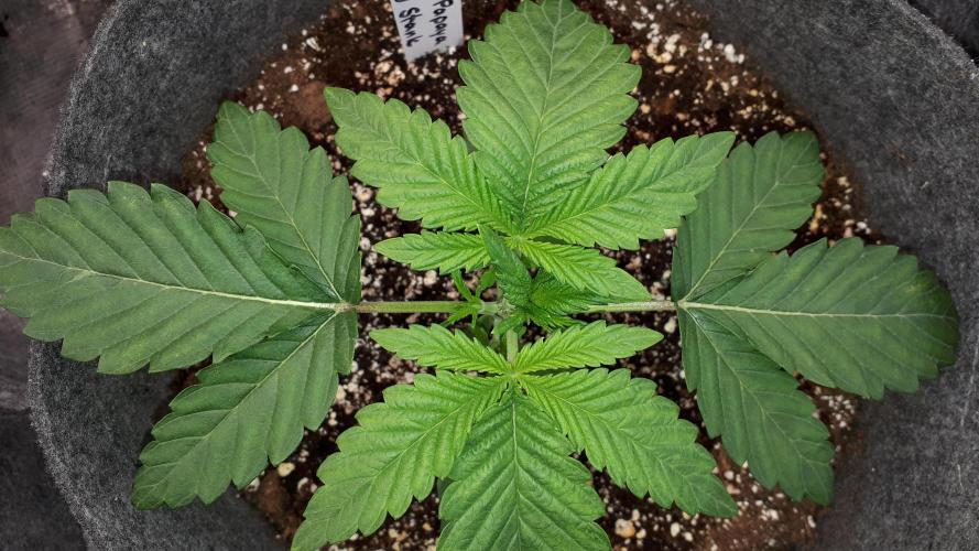 ORIGINAL SENSIBLE = PAPAYA STANK. Week 3