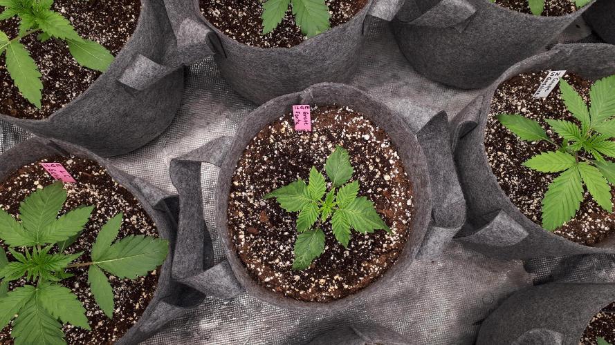 ILGM = GRAPE FANTA. Week 3