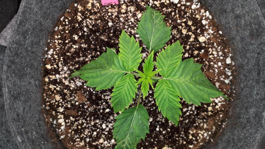 ILGM = GRAPE FANTA. Week 3