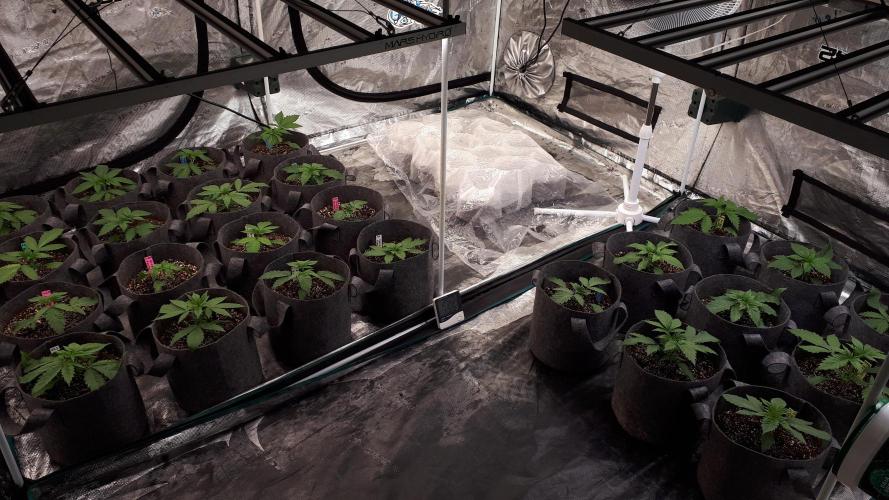 ILGM = GRAPE FANTA. Week 3
