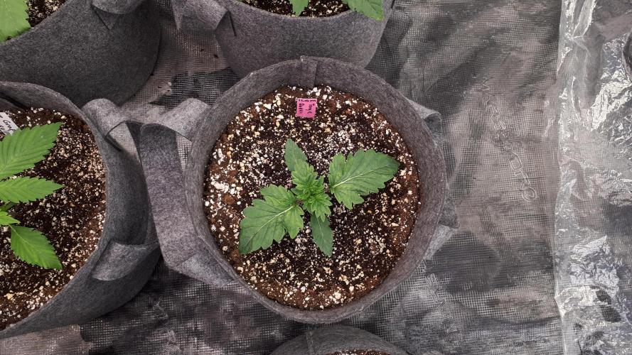 ILGM = TANGIE QUEEN. Week 3