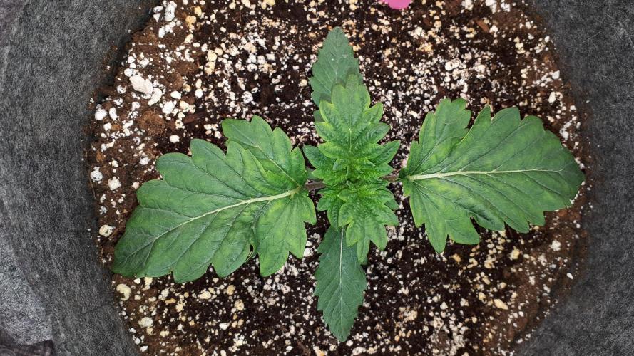 ILGM = TANGIE QUEEN. Week 3