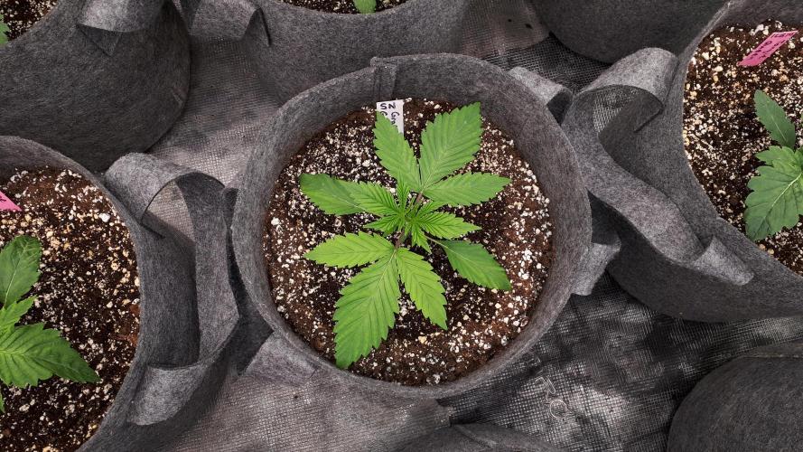 SUPERNATURAL SEEDS = GRAPE GASOLINE. Week 3
