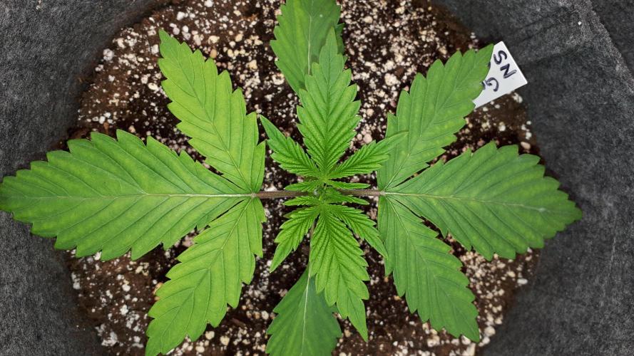 SUPERNATURAL SEEDS = GRAPE GASOLINE. Week 3