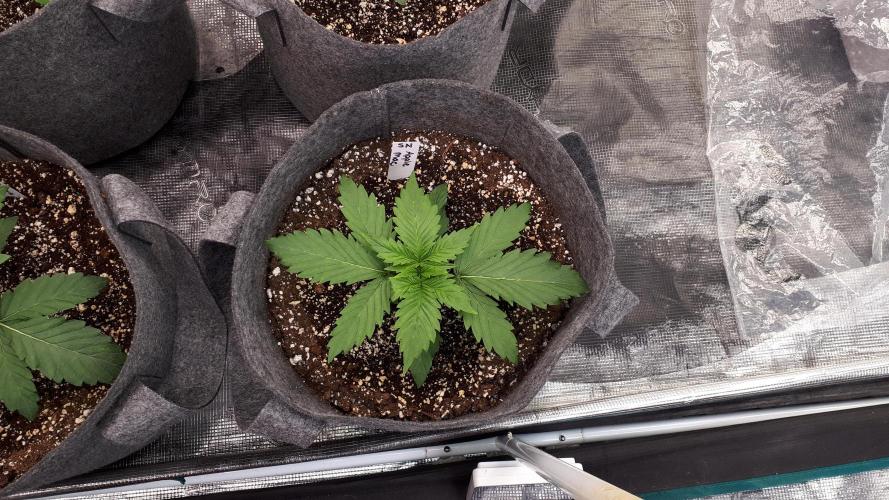 SUPERNATURAL SEEDS = APPLE MAC. Week 3