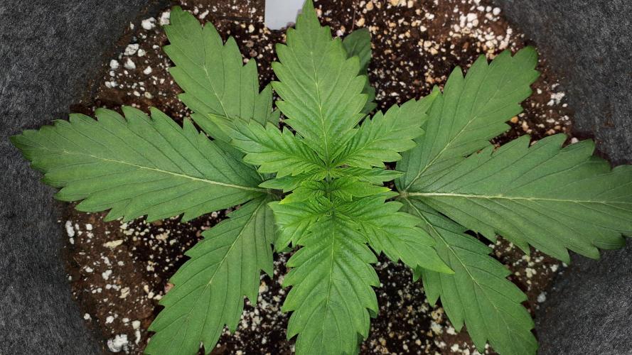 SUPERNATURAL SEEDS = APPLE MAC. Week 3