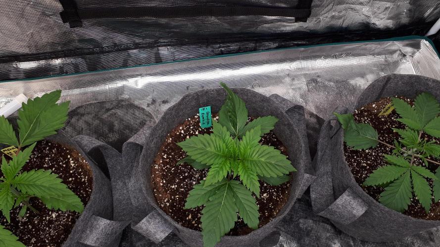 IZI SEEDS = GRANDPA ZOMBIE. Week 3