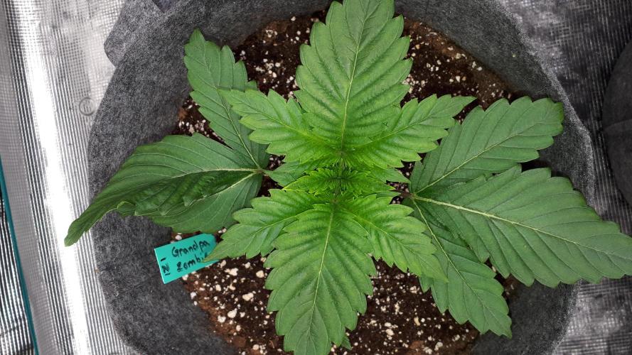 IZI SEEDS = GRANDPA ZOMBIE. Week 3