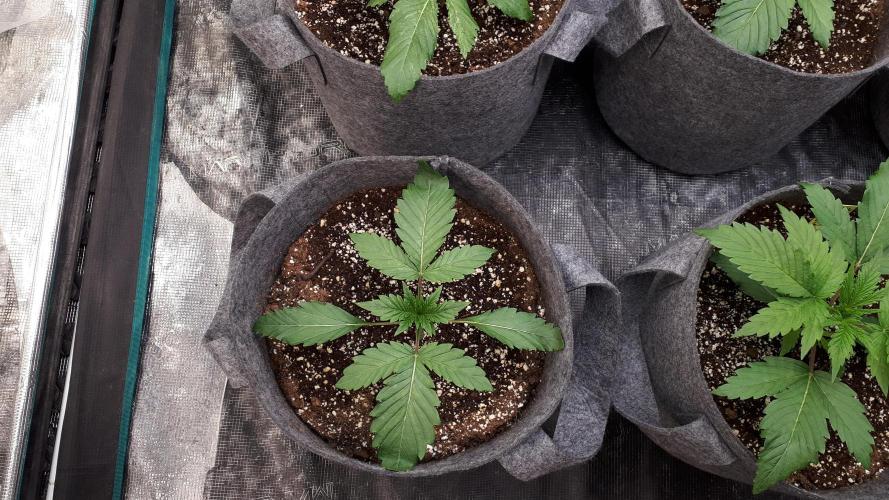 UKHTA SEEDS = CANDY HOUSE. Week 3