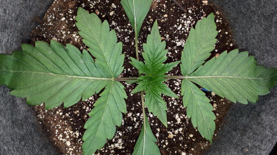 UKHTA SEEDS = CANDY HOUSE. Week 3