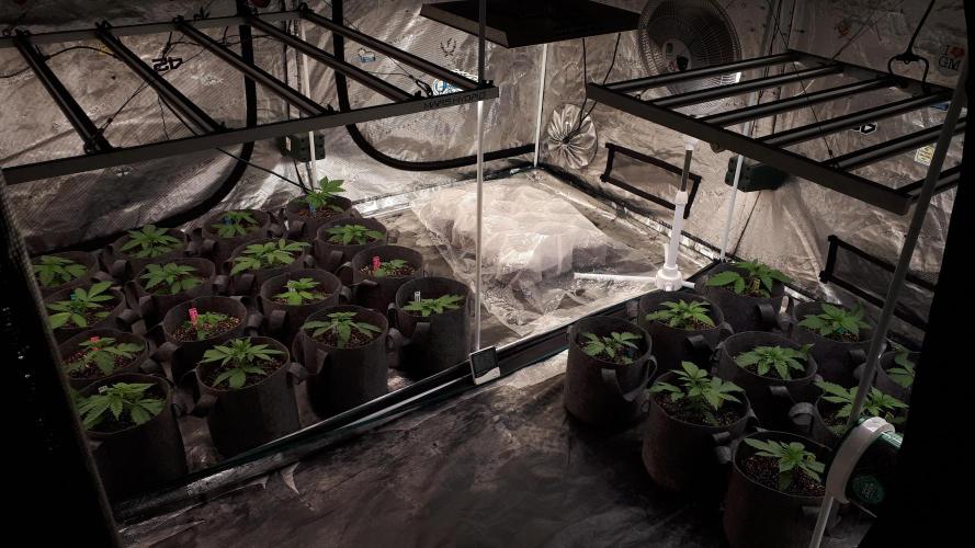 UKHTA SEEDS = CANDY HOUSE. Week 3