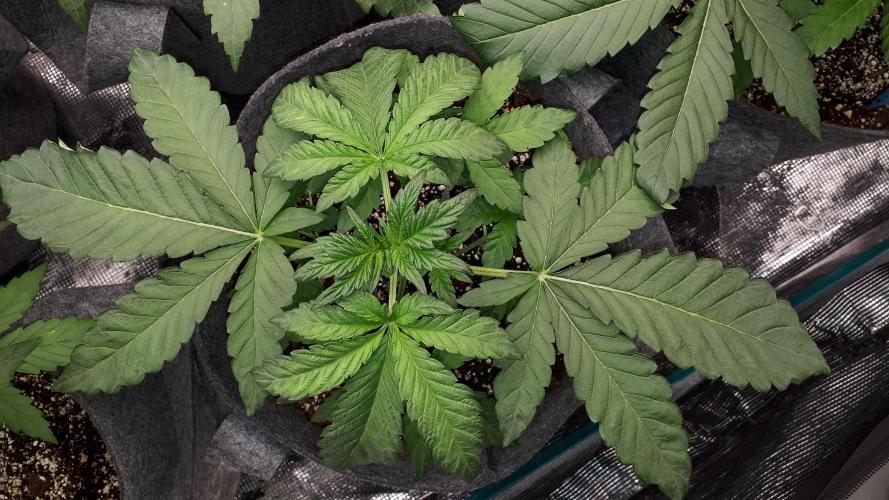420 FASTBUDS = BISCOTTI GELATO. Week 4