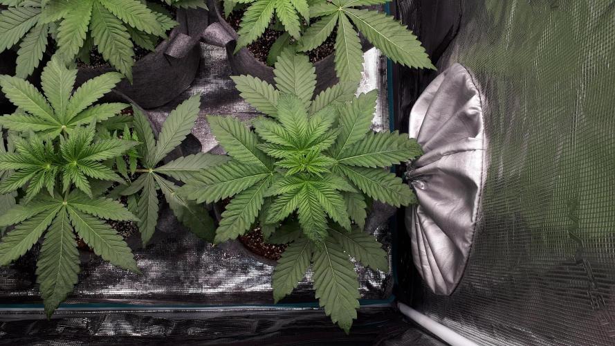 420 FASTBUDS = PAPAYTON. Week 4