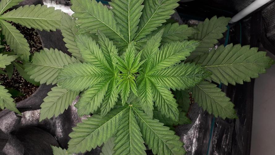 420 FASTBUDS = PAPAYTON. Week 4