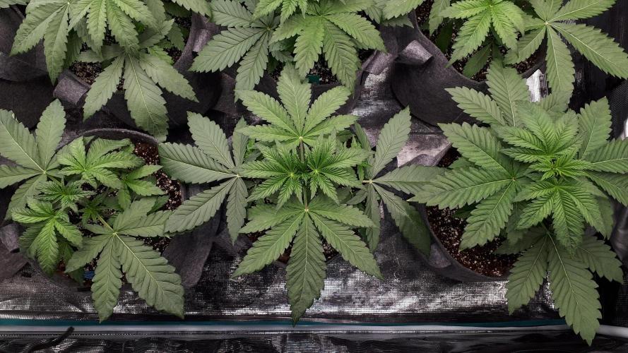 420 FASTBUDS = LEMON CHERRY RUNTZ. Week 4
