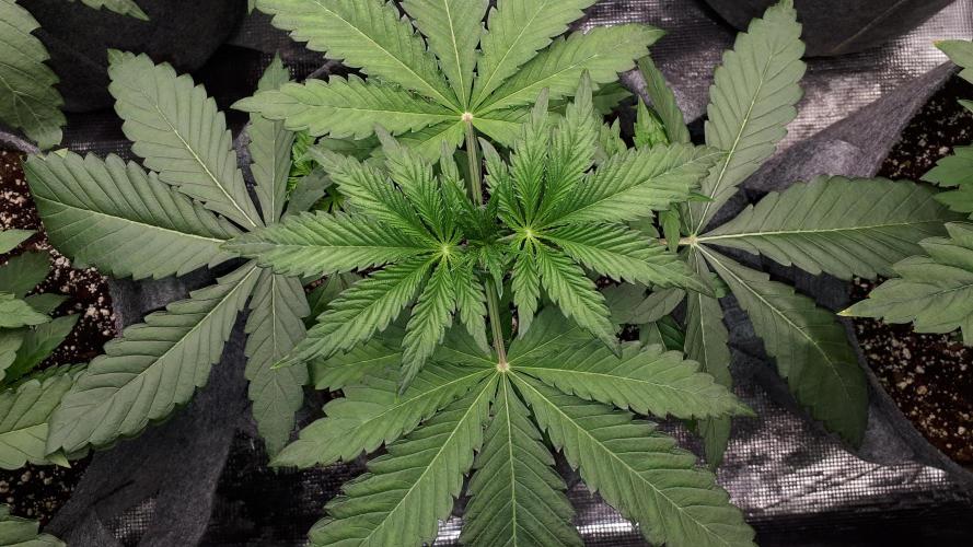 420 FASTBUDS = LEMON CHERRY RUNTZ. Week 4