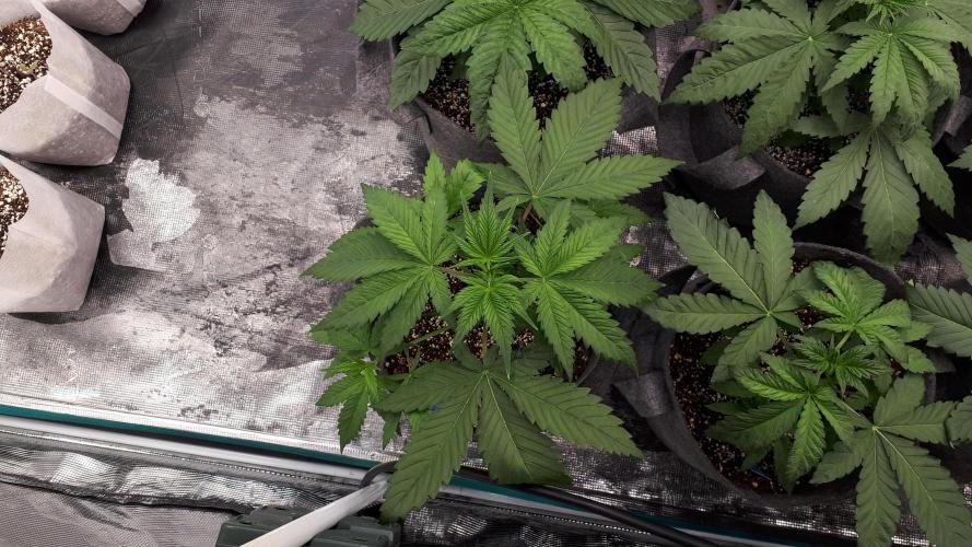 420 FASTBUDS = TROPICANA COOKIES FF. Week 4
