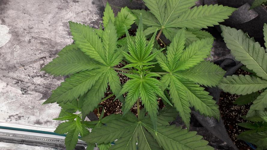 420 FASTBUDS = TROPICANA COOKIES FF. Week 4