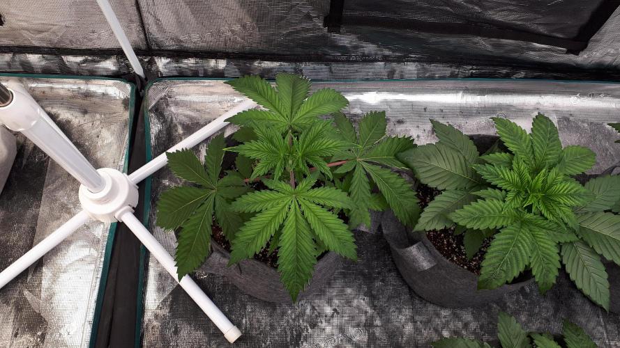 MSNL SEEDS = GORILLA ZKITTLES. Week 4