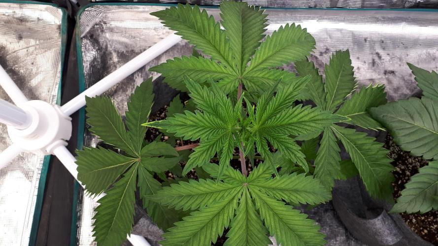 MSNL SEEDS = GORILLA ZKITTLES. Week 4