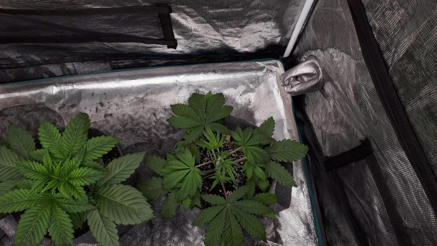 MSNL SEEDS = MIMOSA. Week 4