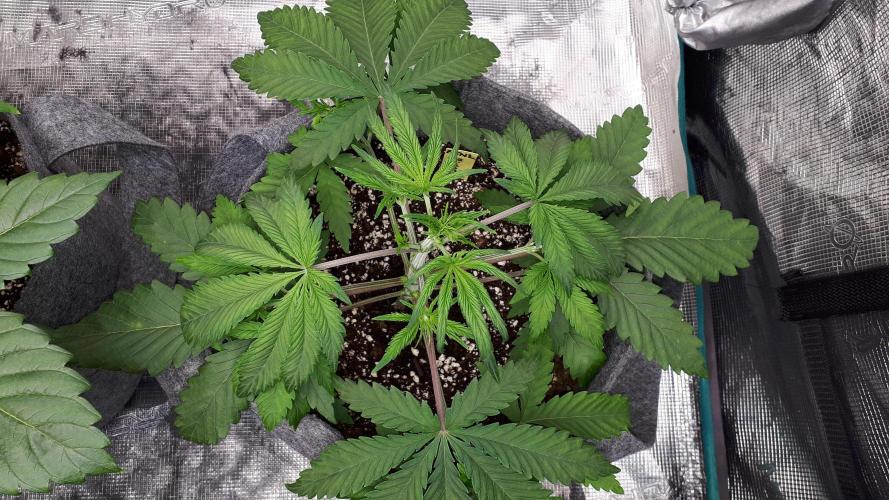 MSNL SEEDS = MIMOSA. Week 4