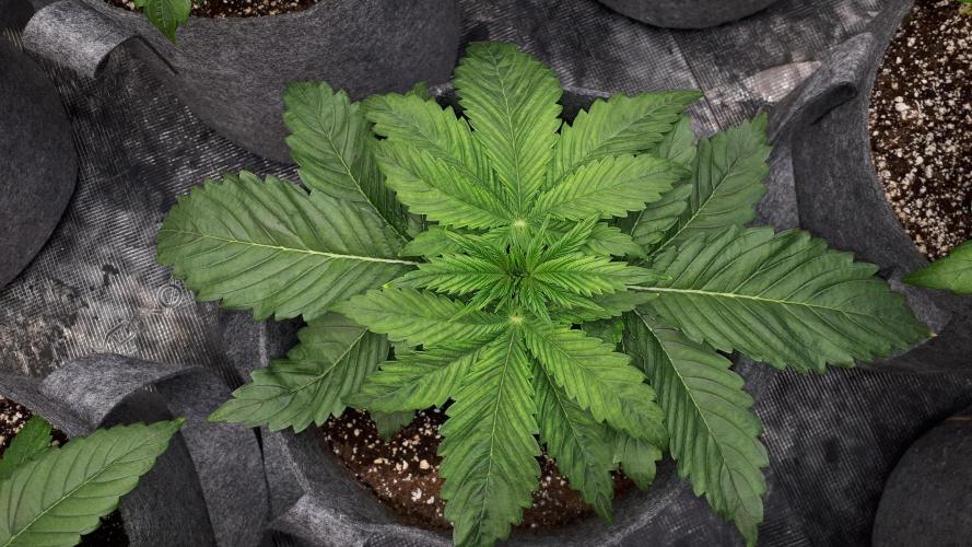 MSNL SEEDS = SKYWALKER OG. Week 4