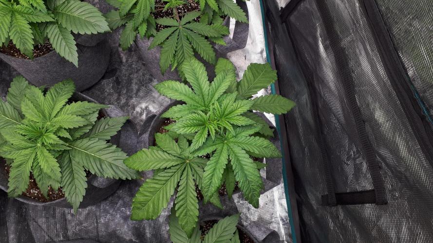 MSNL SEEDS = CARBON FIBER. Week 4