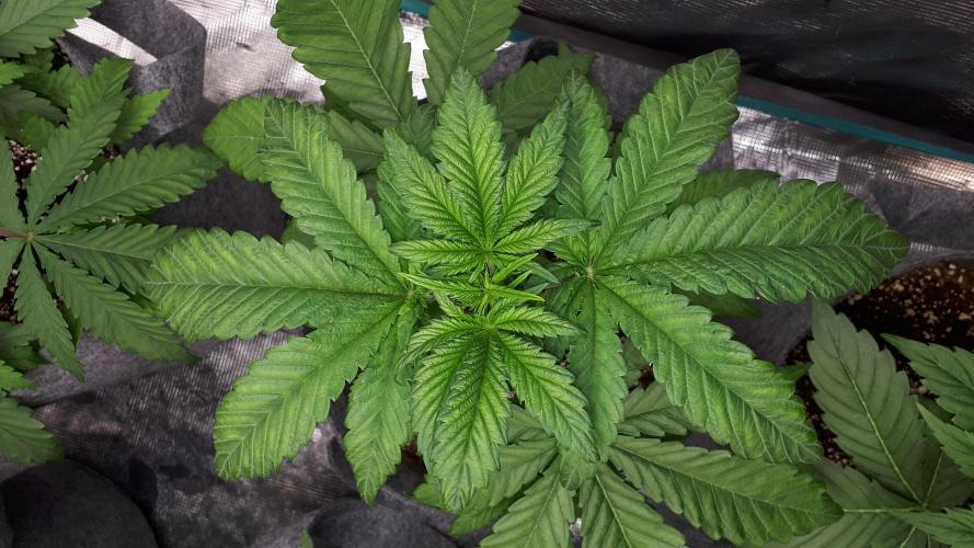 MSNL SEEDS = CARBON FIBER. Week 4