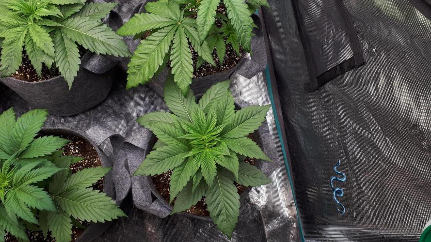 MSNL SEEDS = WHITE TRUFFLE. Week 4