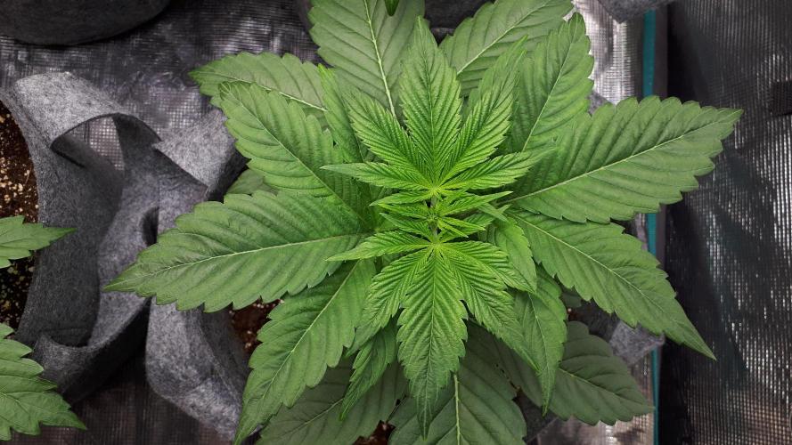 MSNL SEEDS = WHITE TRUFFLE. Week 4