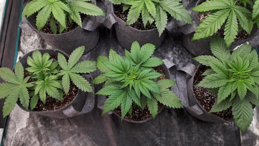 MSNL SEEDS = GRAPE GLACIER. Week 4