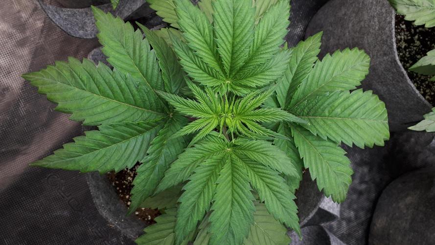 MSNL SEEDS = GRAPE GLACIER. Week 4