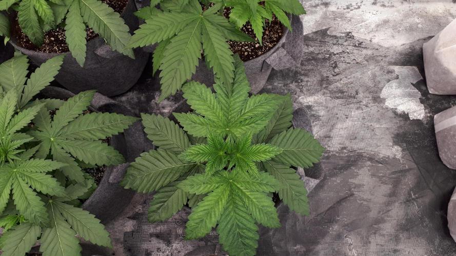 KANNABIA SEEDS = PINK GELATO. Week 4