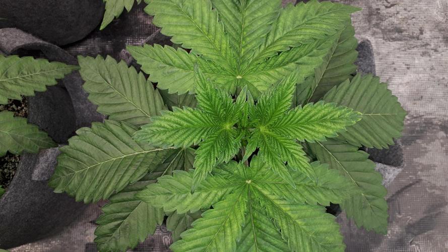 KANNABIA SEEDS = PINK GELATO. Week 4