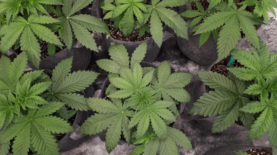 KANNABIA SEEDS = ZOAP ROSE. Week 4