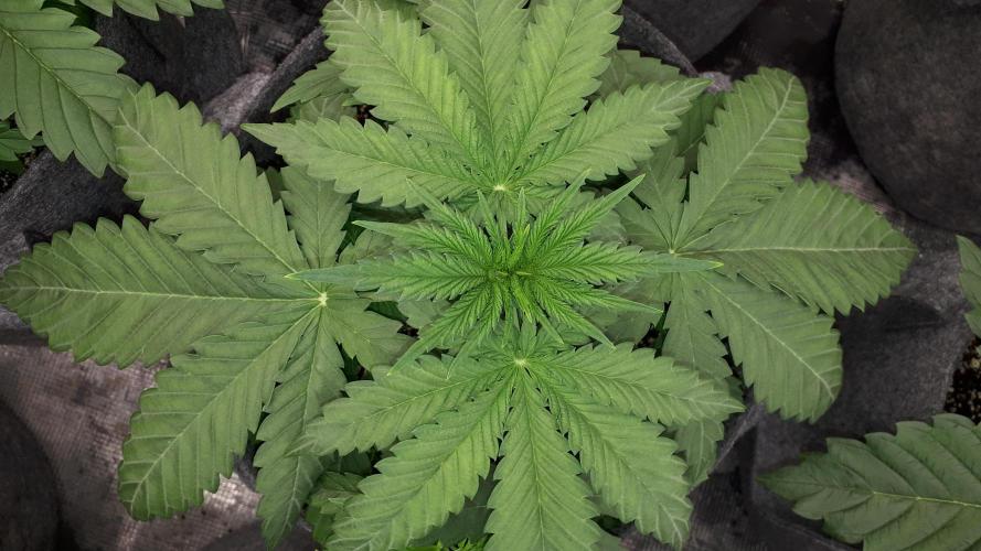 KANNABIA SEEDS = ZOAP ROSE. Week 4