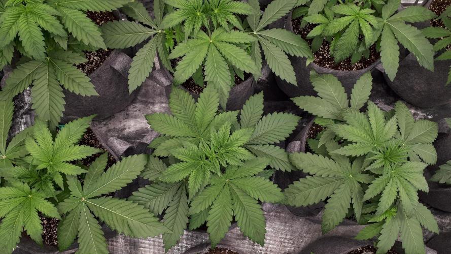 KANNABIA SEEDS = HELLFIRE OG. Week 4