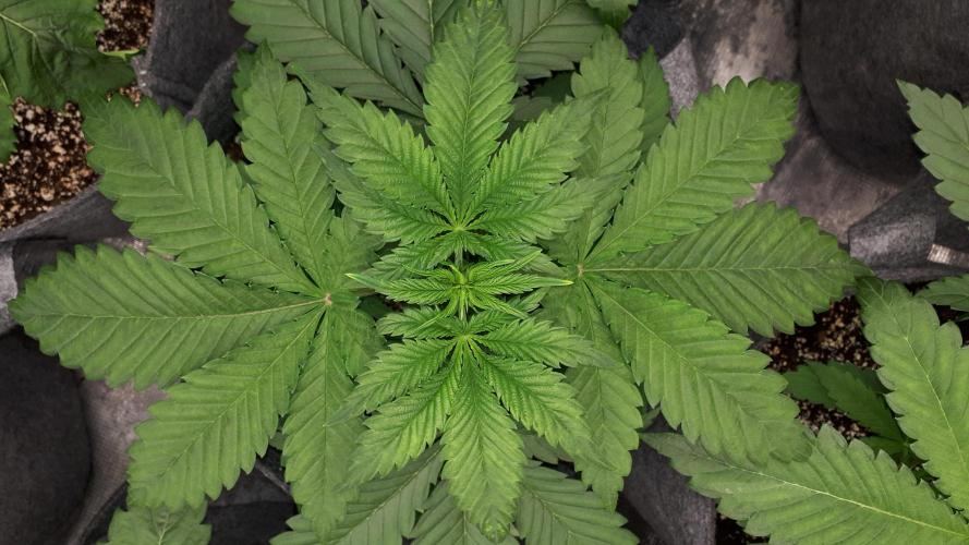KANNABIA SEEDS = HELLFIRE OG. Week 4